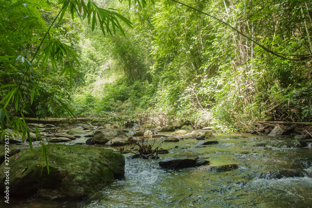 Wild nature Near Waterfall forest prolific ,in Phang Nga National Park, Thailand Wild nature Near Waterfall forest prolific ,in Phang Nga National Park, Thailand