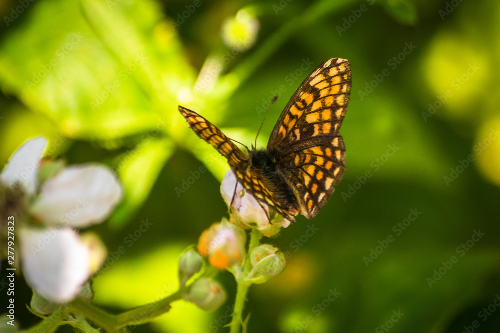 Butterfly on a green leaf in nature habitat Butterfly on a green leaf in nature habitat