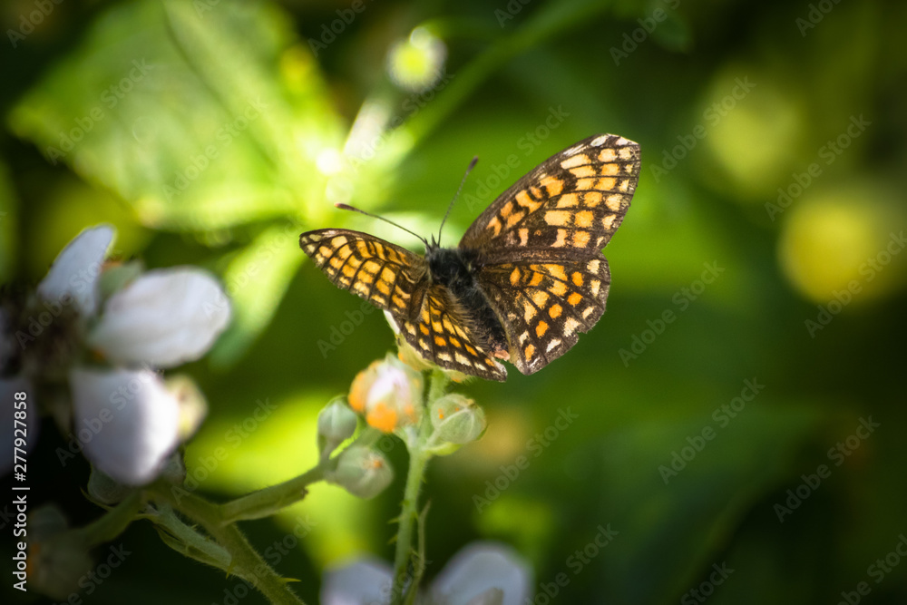 Butterfly on a green leaf in nature habitat Butterfly on a green leaf in nature habitat