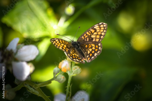 Butterfly on a green leaf in nature habitat