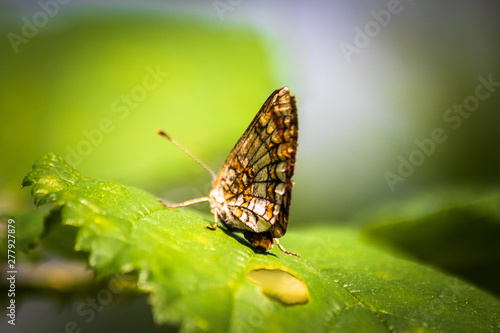 Butterfly on a green leaf in nature habitat