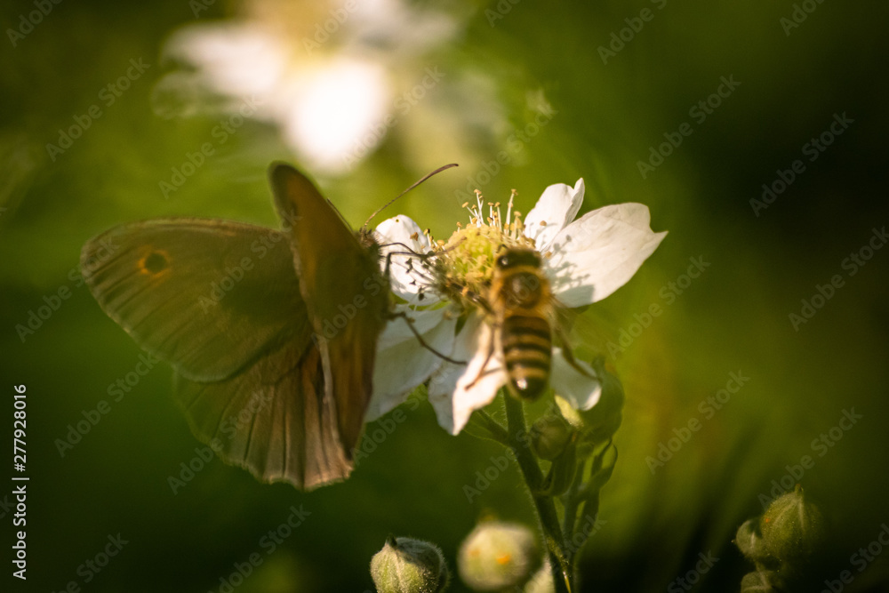 Butterfly on a green leaf in nature habitat Butterfly on a green leaf in nature habitat