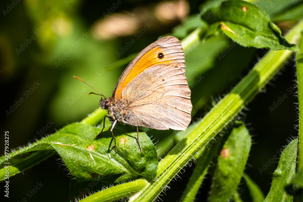 Butterfly on a green leaf in nature habitat Butterfly on a green leaf in nature habitat