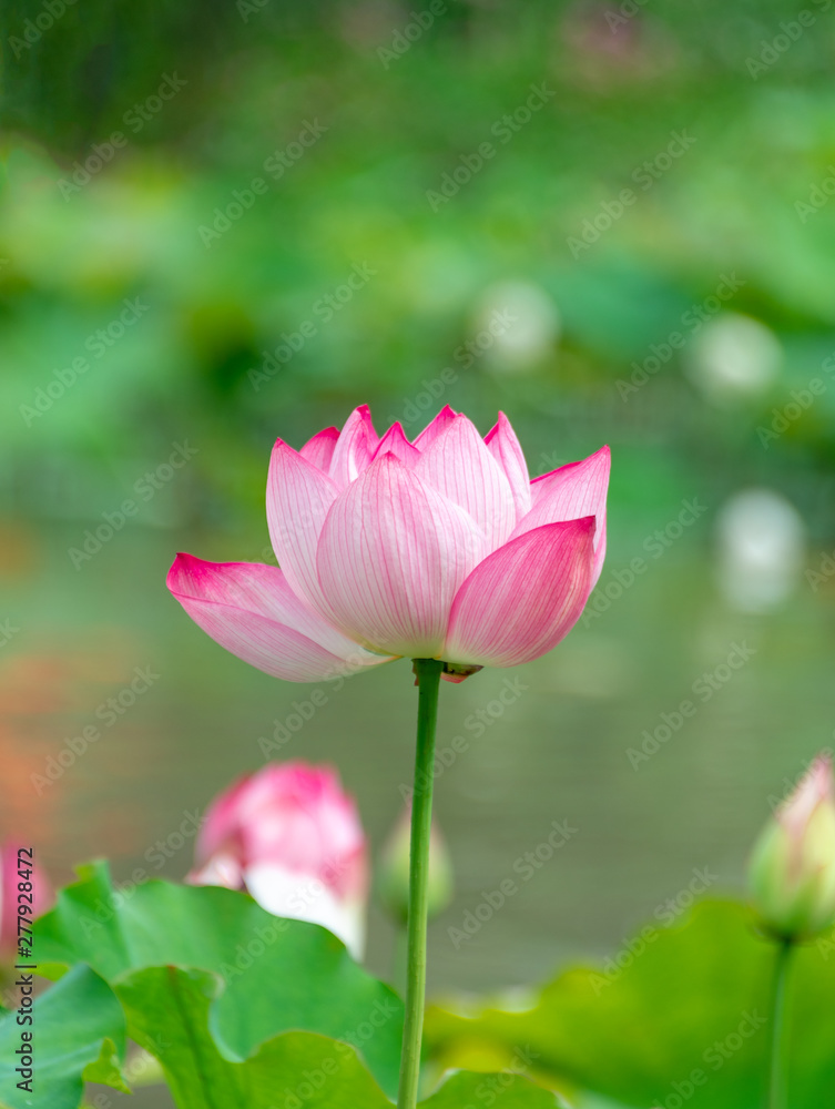 Pink lotus in summer green lotus leaves Pink lotus in summer green lotus leaves