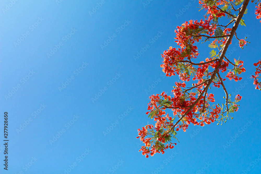 Delonix Regia or Flame Tree branch with red flowers and blue sky background texture In Phuket Thailand