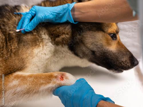 Photography The vet treats the wound on the dog's paw