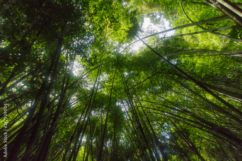 Fototapeta premium Bamboo forest Near Waterfall Natural forest prolific ,in Phang Nga National Park, Thailand