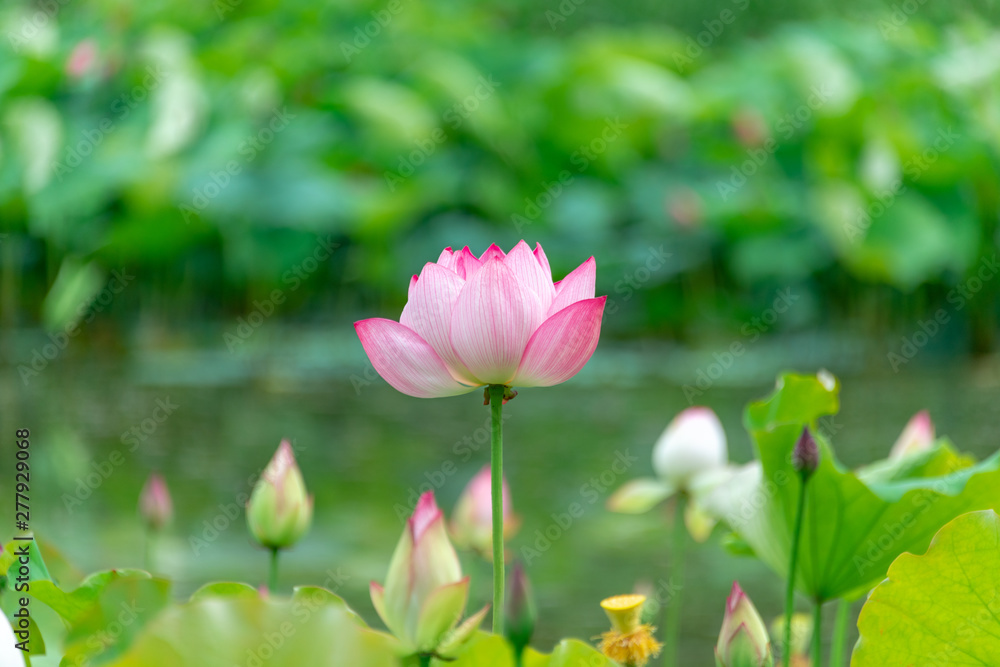 Pink lotus in summer green lotus leaves Pink lotus in summer green lotus leaves