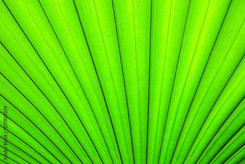 Green leaves sugar palm leaf texture background nature tone at phuket Thailand Green leaves sugar palm leaf texture background nature tone at phuket Thailand