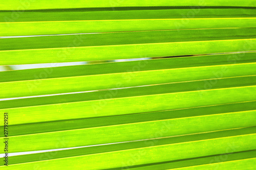 Green leaves coconut texture background nature tone at phuket Thailand