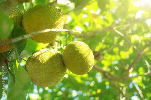 Jackfruit On the tree and young in phuket Thailand  Jackfruits Artocarpus heterophyllus