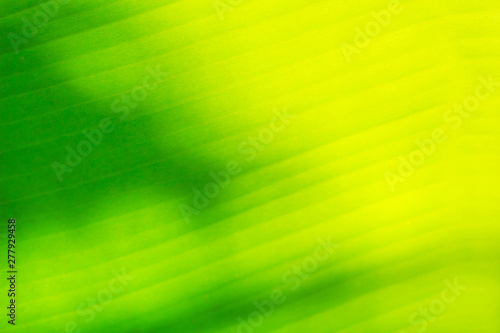 Green leaves banana texture background nature tone at phuket Thailand