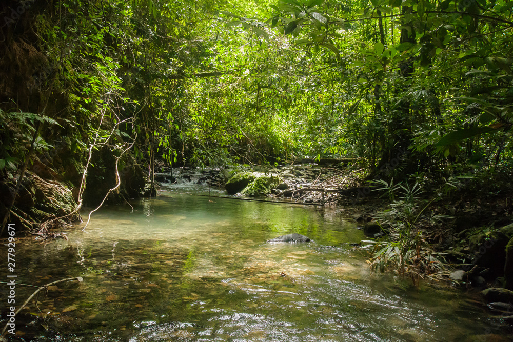 Wild nature Near Waterfall forest prolific ,in Phang Nga National Park, Thailand Wild nature Near Waterfall forest prolific ,in Phang Nga National Park, Thailand