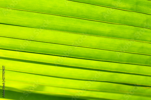 Green leaves coconut texture background nature tone at phuket Thailand