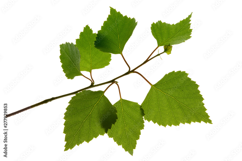 Fototapeta premium Green leaf Birch tree isolated on white background.