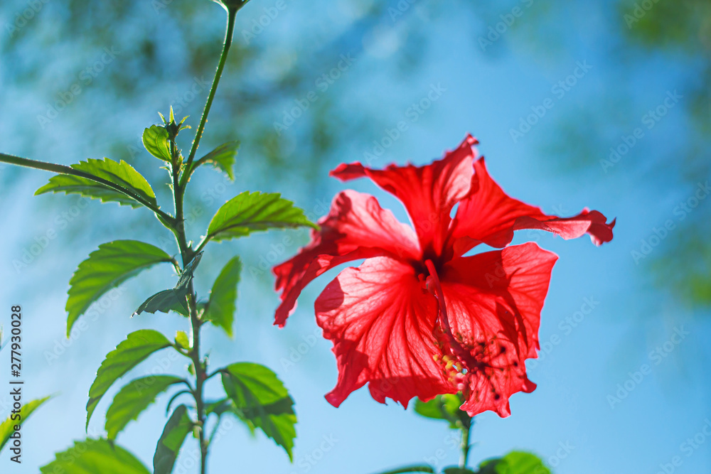 close up of hibiscus rosa, china rose or chaba flower red in phuket Thailand