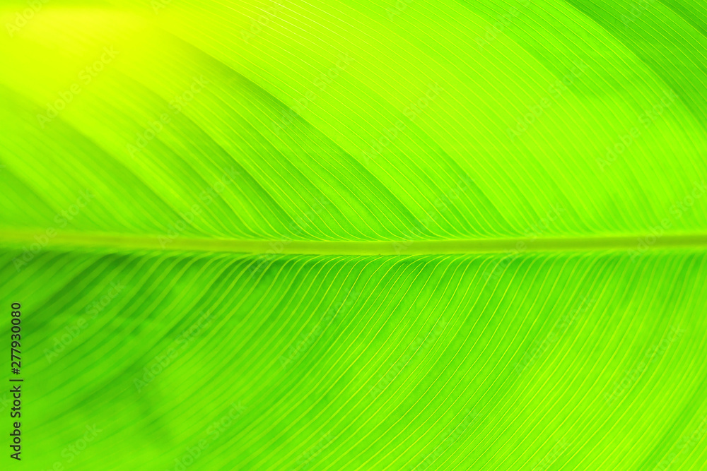 leaves texture background nature tone at phuket Thailand leaves texture background nature tone at phuket Thailand