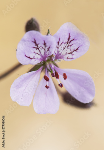 Erodium cheilanthifolium wild mountain geranium with a delicate purple-pink color on a green background, diffused and light filtered photo