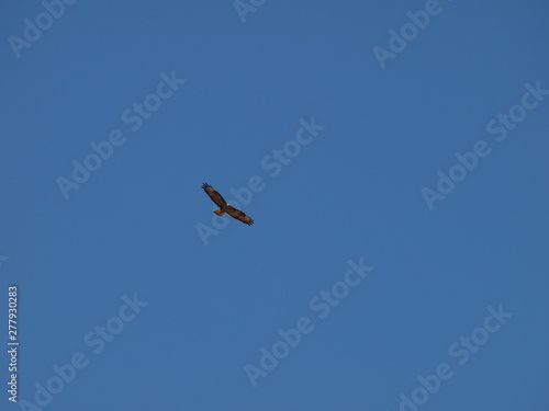 Rapaces de España,  Bujardo Ratonero