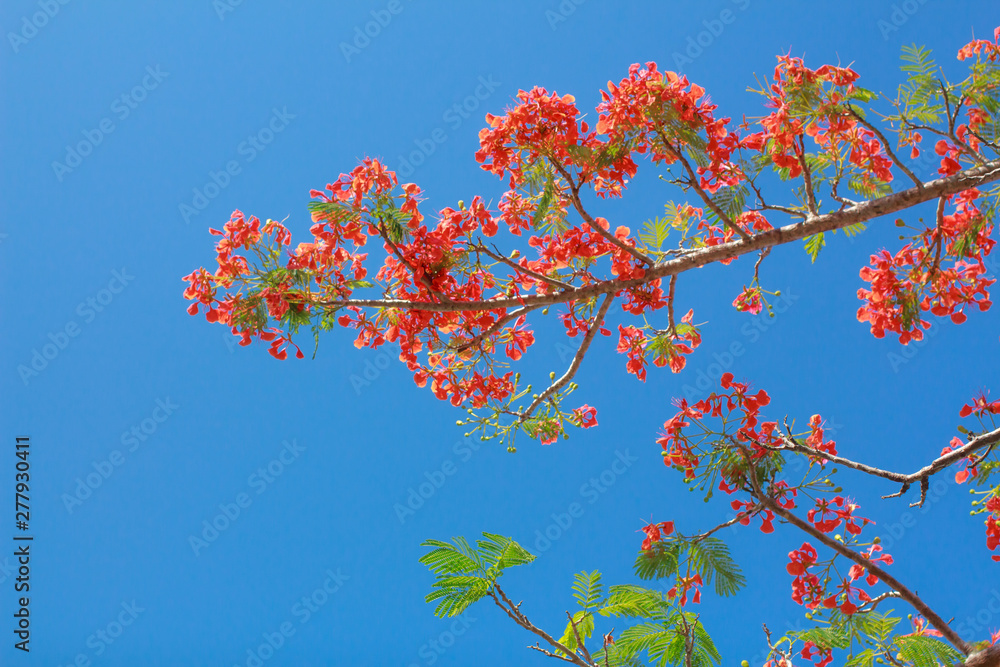 Delonix Regia or Flame Tree branch with red flowers and blue sky background texture In Phuket Thailand Delonix Regia or Flame Tree branch with red flowers and blue sky background texture In Phuket Thailand