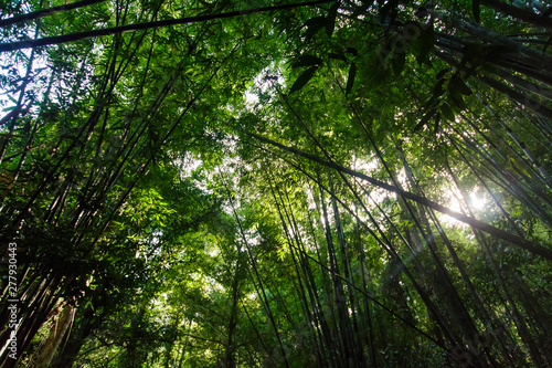 Bamboo forest Near Waterfall Natural forest prolific ,in Phang Nga National Park, Thailand