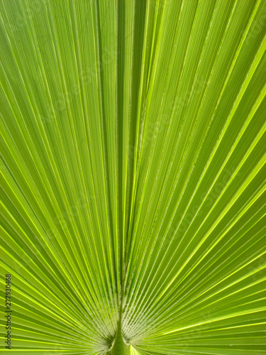 Palmblatt als Hintergrund