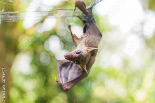 Bat Trapped from the gardeners. Durian in a tropical garden in southern Thailand in Surat Thani. © Stock.Foto.Touch