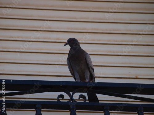 Aves de España, paloma común posada en ventana