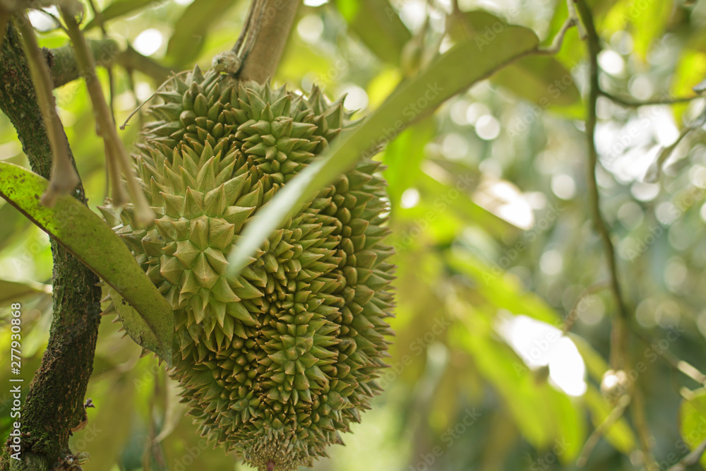 Durian in a tropical garden in southern Thailand in Surat Thani. Durian in a tropical garden in southern Thailand in Surat Thani.