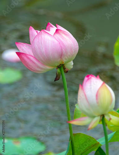 Pink lotus in summer green lotus leaves