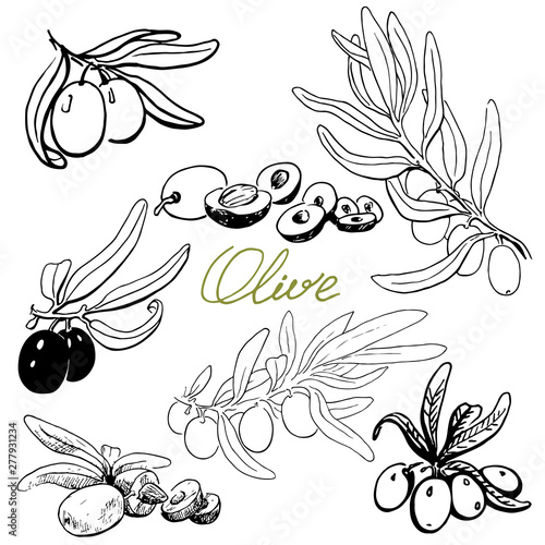 Set Olives. Hand drawn sketch, graphics elements, collection black and white illustration