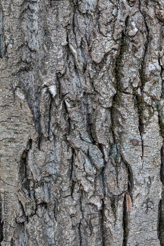 Fototapeta Naklejka Na Ścianę i Meble -  Closeup Tree Bark Texture Background	
