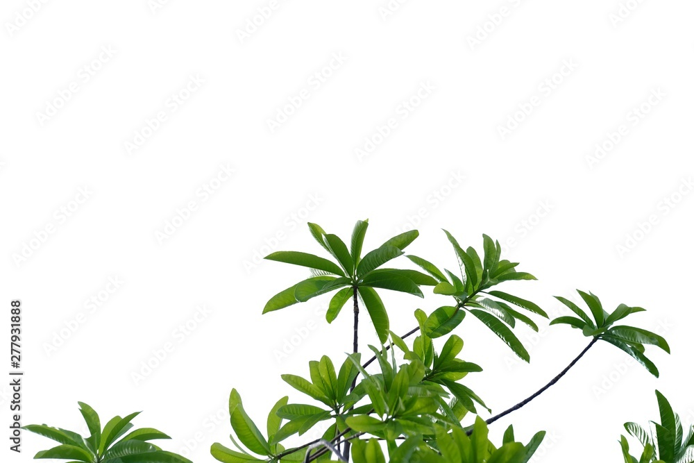 Tree leaves with branches on white isolated background for green foliage backdrop Tree leaves with branches on white isolated background for green foliage backdrop