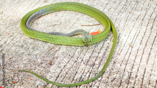 Green snake, electric Shocked, in Phuket Thailand