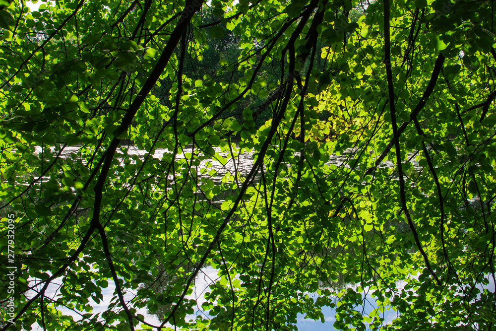 Yaroslavl. Peter and Paul Park. Pond, reflection of trees. Yaroslavl. Peter and Paul Park. Pond, reflection of trees.
