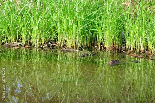 Green grass growing on a swamp area and reflection in water surface,nature background