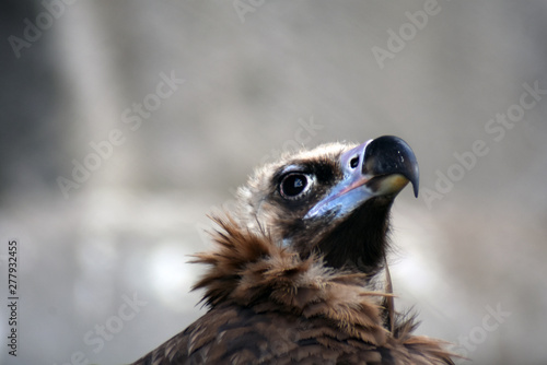 Obraz na płótnie Griffon vulture wild bird portrait w salonie