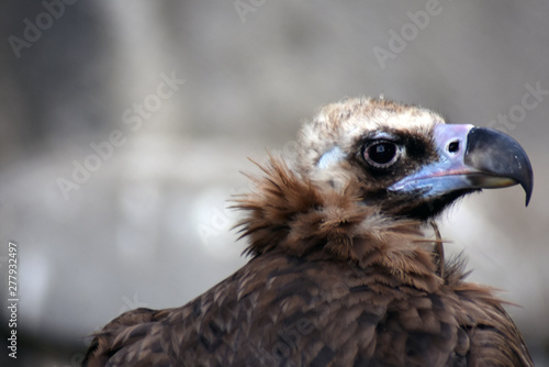 Griffon vulture wild bird portrait
