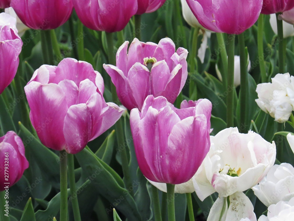 Beautiful Spring Flower Blossom Floral Closeup Pink and White Tulips Beautiful Spring Flower Blossom Floral Closeup Pink and White Tulips