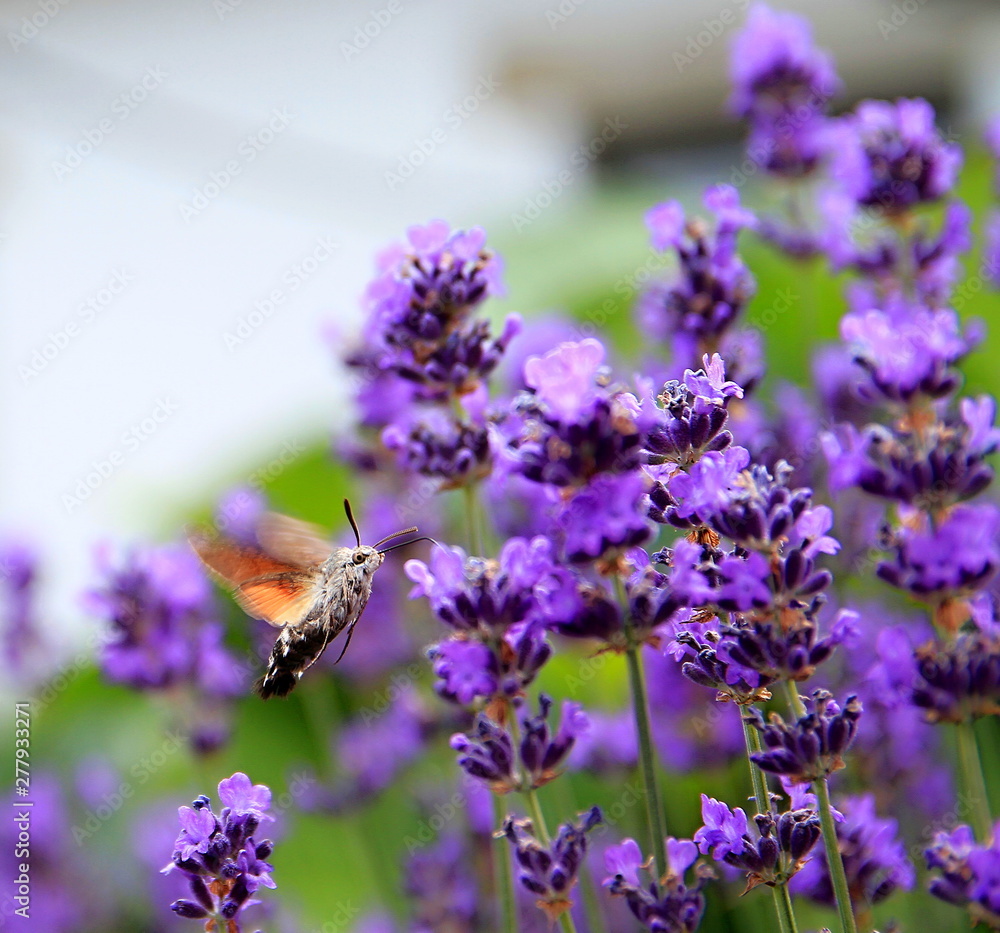 hummingbird moth on lavender Flower in a field filled with colours and fragrance stock image and stock photo hummingbird moth on lavender Flower in a field filled with colours and fragrance stock image and stock photo