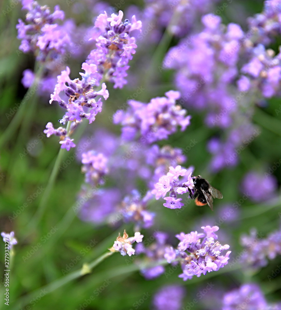 bee on lavender Flower in a field filled with colours and fragrance no people stock photo bee on lavender Flower in a field filled with colours and fragrance no people stock photo