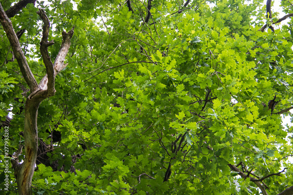 Fototapeta premium Yaroslavl. oak leaves on a 200 year old tree