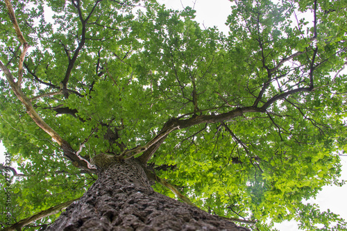 Yaroslavl. oak leaves on a 200 year old tree