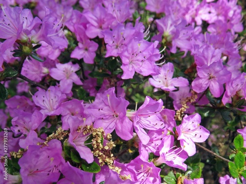 Beautiful Spring Flower Blossom Floral Closeup Violet Purple