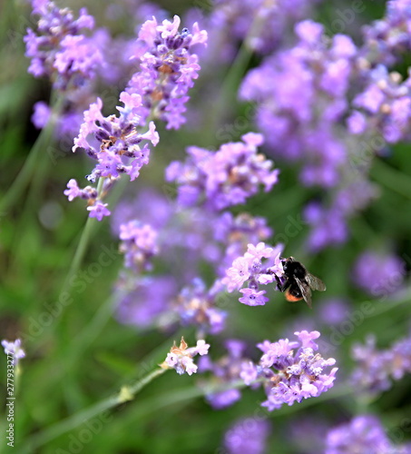 bee on lavender Flower  in a field filled with colours and fragrance no people stock photo © herlanzer