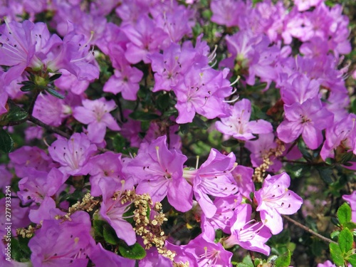 Beautiful Spring Flower Blossom Floral Closeup Violet Purple