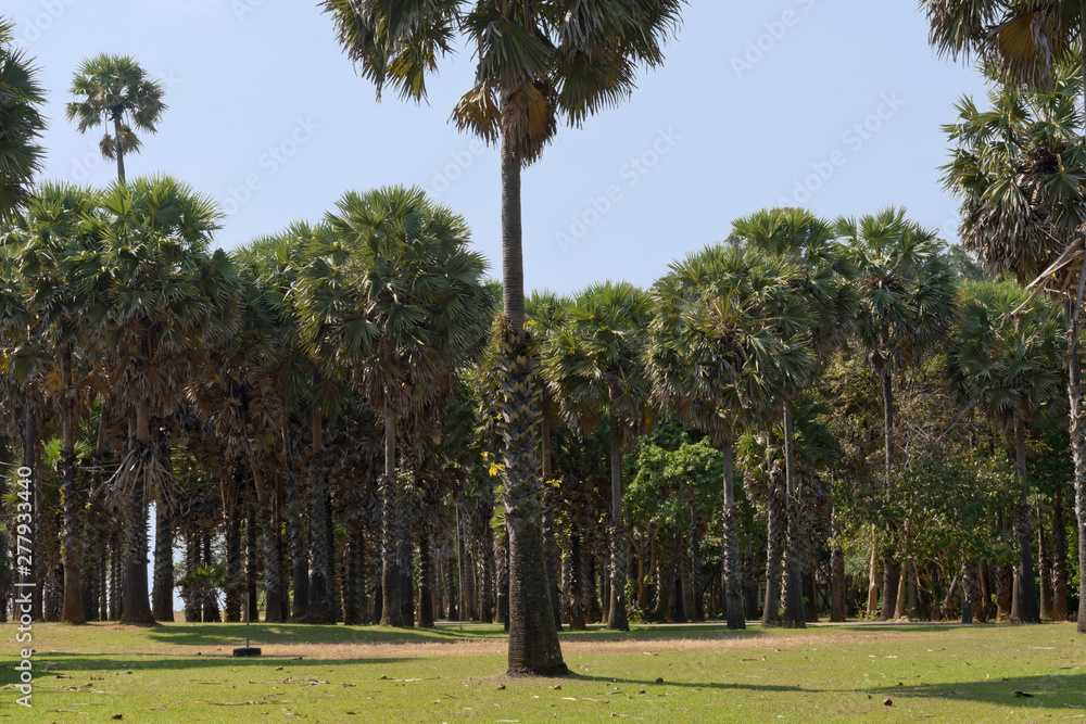 Palm Trees at Mu Ko Lanta National Park, Koh Lanta, Krabi, Thailand