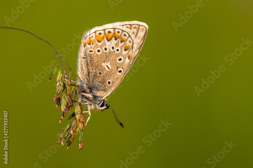 Beautiful nature scene with Common blue (Polyommatus icarus) . Macro shot of Common blue (Polyommatus icarus) on the grass. Butterfly Common blue (Polyommatus icarus) in the nature habitat.