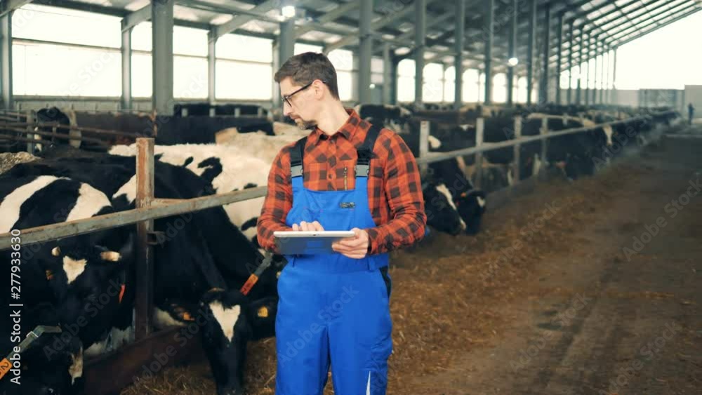 A man works with a tablet in a cowshed, standing near a herd. A man works with a tablet in a cowshed, standing near a herd.