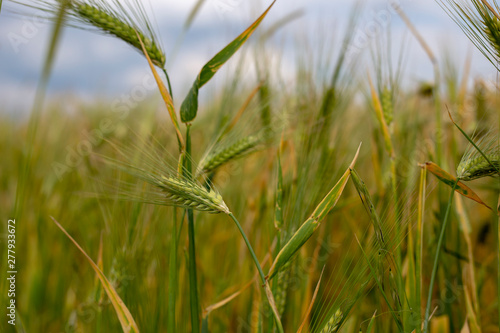 field of wheat